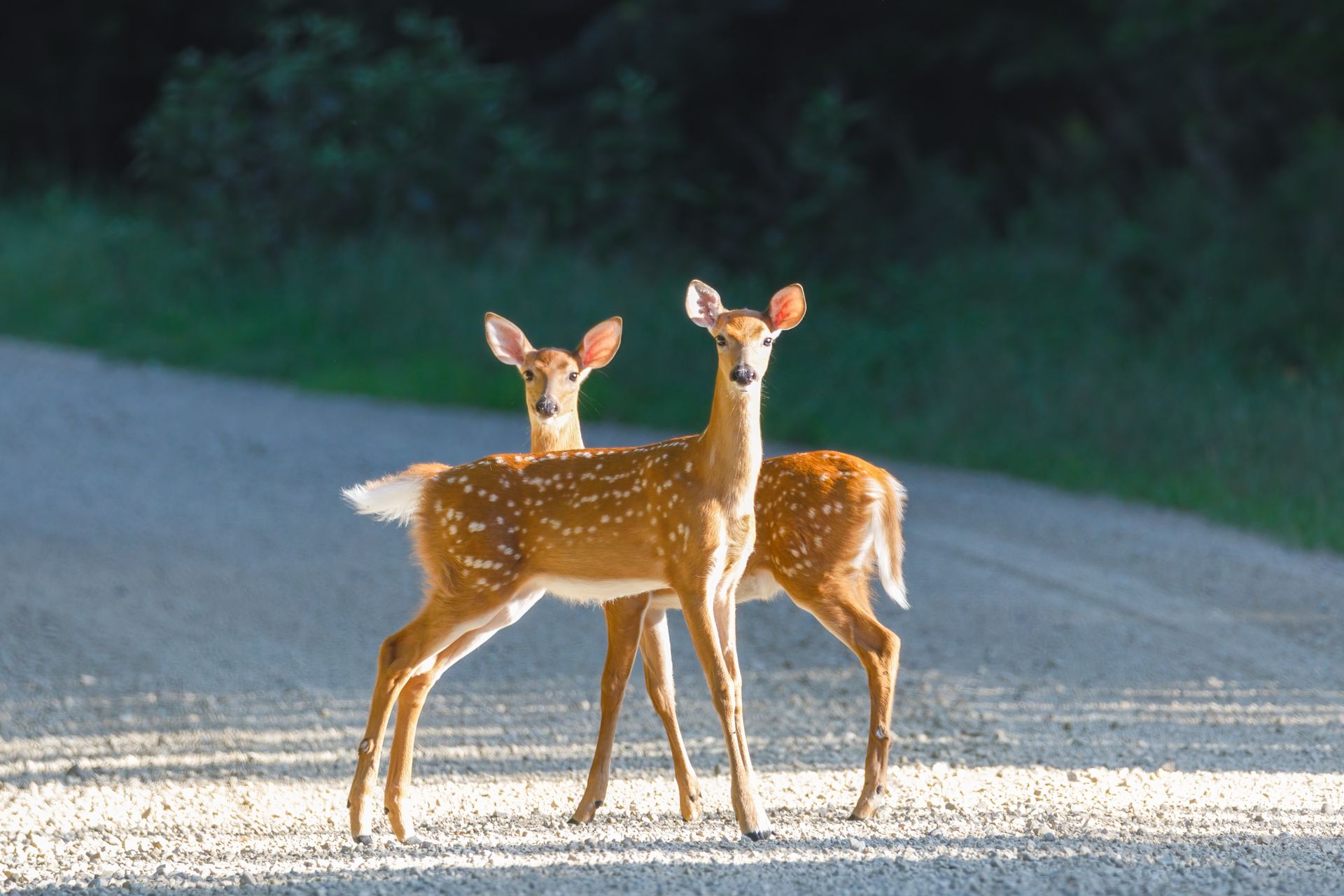 Two young deer standing on a gravel road at the edge of the woods